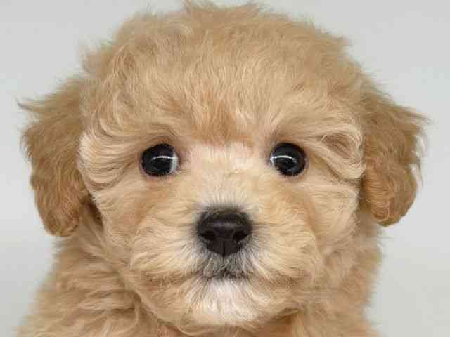 大阪府のハーフ犬・ミックス犬 (ひごペットフレンドリー瓜破店/2025年9月22日生まれ/女の子/アプリコット)の子犬