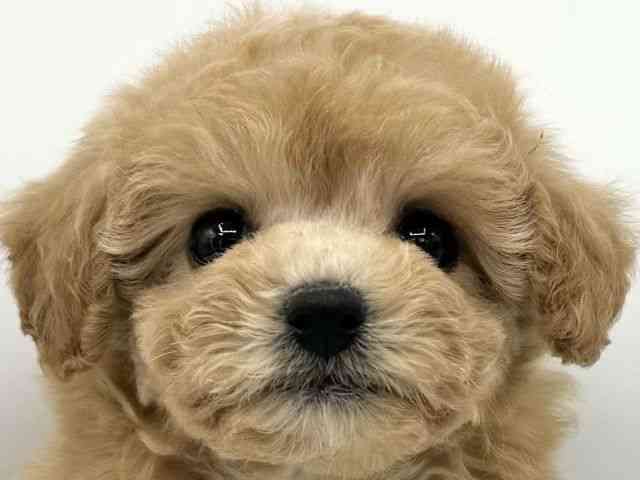 大阪府のハーフ犬・ミックス犬 (ひごペットフレンドリーららぽーとEXPOCITY店/2025年9月22日生まれ/女の子/アプリコット)の子犬の1枚目の画像