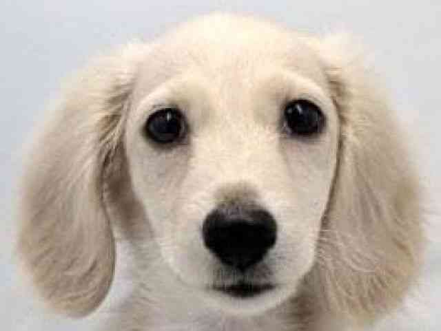 大阪府のミニチュアダックスフンド(ロング) (ひごペットフレンドリー東淀川店/2025年9月22日生まれ/男の子/イエロー)の子犬の1枚目の画像