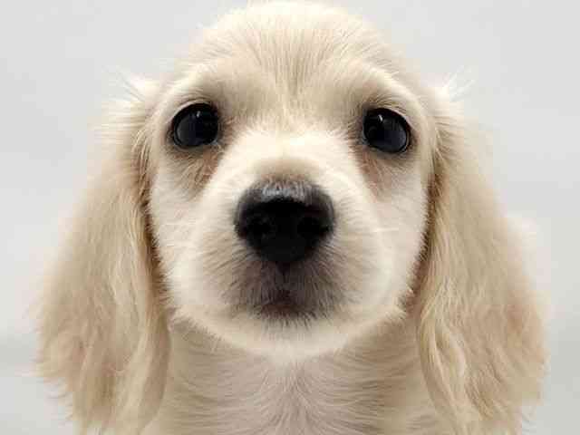 大阪府のミニチュアダックスフンド(ロング) (ひごペットフレンドリー東淀川店/2025年9月22日生まれ/男の子/イエロー)の子犬の1枚目の画像