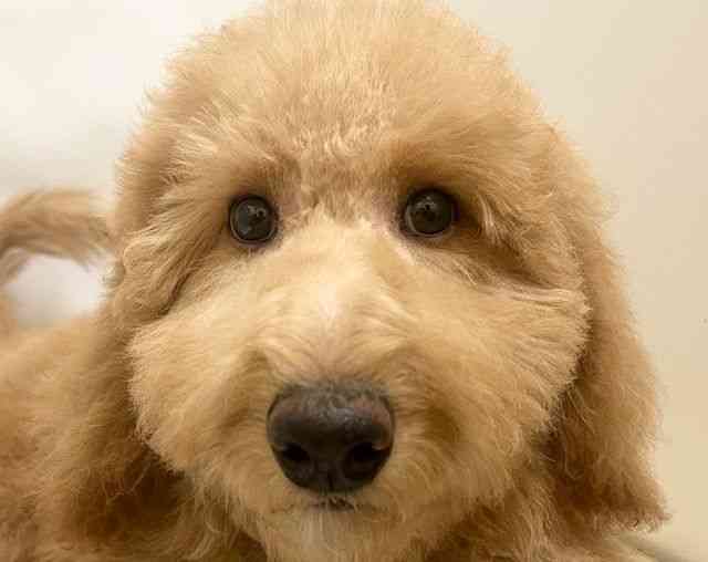 和歌山県のスタンダードプードル (ひごペットフレンドリーパームシティ和歌山店/2025年7月16日生まれ/女の子/アプリコット)の子犬の1枚目の画像