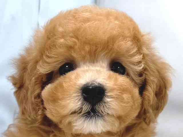 大阪府のトイプードル(トイ) (ひごペットフレンドリー堺プラットプラット店/2025年9月17日生まれ/男の子/アプリコット)の子犬の1枚目の画像