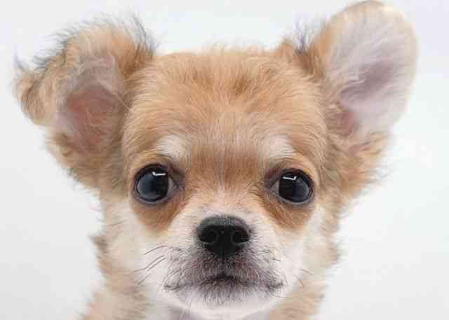 島根県のチワワ(ロング) (ひごペットフレンドリーイオン松江ショッピングセンター店/2025年9月19日生まれ/男の子/フォーンホワイト)の子犬の1枚目の画像