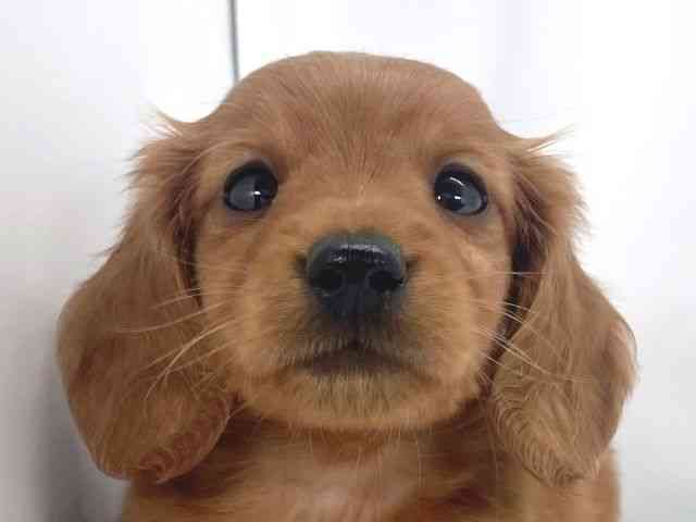 兵庫県のミニチュアダックスフンド(ロング) (ひごペットフレンドリーイオンタウン加古川店/2025年9月21日生まれ/男の子/ゴールド)の子犬の1枚目の画像