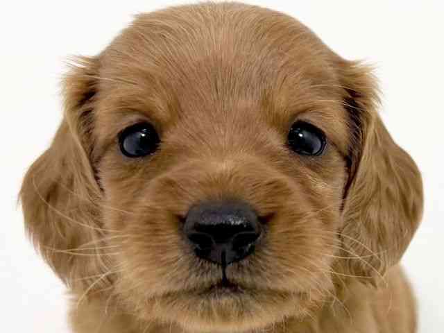 京都府のミニチュアダックスフンド(ロング) (ひごペットフレンドリーイズミヤショッピングセンター八幡店/2025年9月21日生まれ/男の子/ゴールド)の子犬