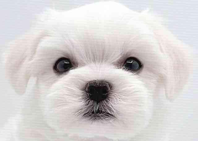 島根県のハーフ犬・ミックス犬 (ひごペットフレンドリーイオン松江ショッピングセンター店/2025年9月23日生まれ/男の子/ホワイト)の子犬の1枚目の画像