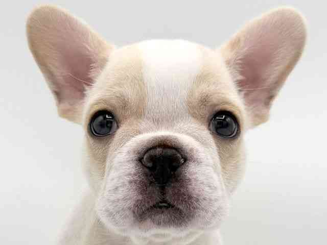 大阪府のフレンチブルドッグ (ひごペットフレンドリーららぽーとEXPOCITY店/2025年9月21日生まれ/女の子/パイド)の子犬の1枚目の画像