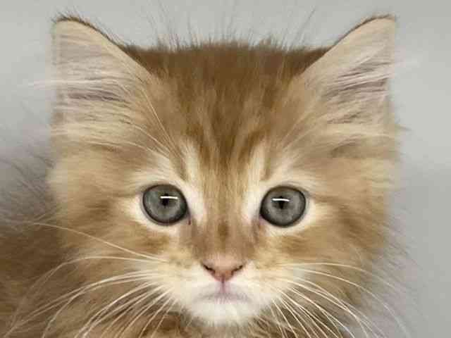 徳島県のラガマフィン (ひごペットフレンドリーゆめタウン徳島店/2025年9月5日生まれ/男の子/レッドタビー)の子猫の1枚目の画像