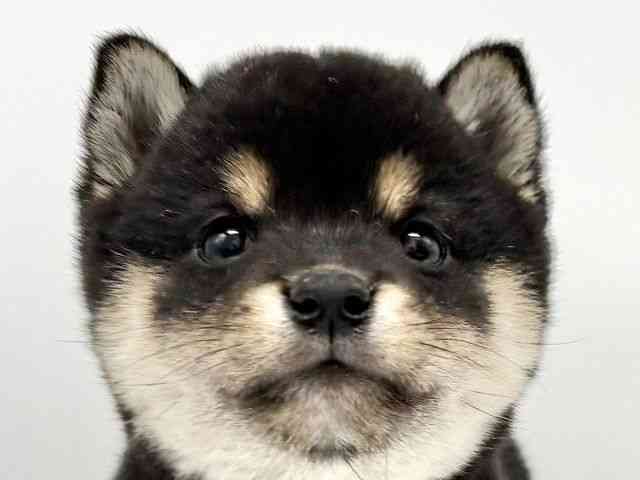 大阪府の柴犬(標準サイズ) (ひごペットフレンドリーイオンタウン豊中庄内店/2025年9月19日生まれ/男の子/黒)の子犬の1枚目の画像