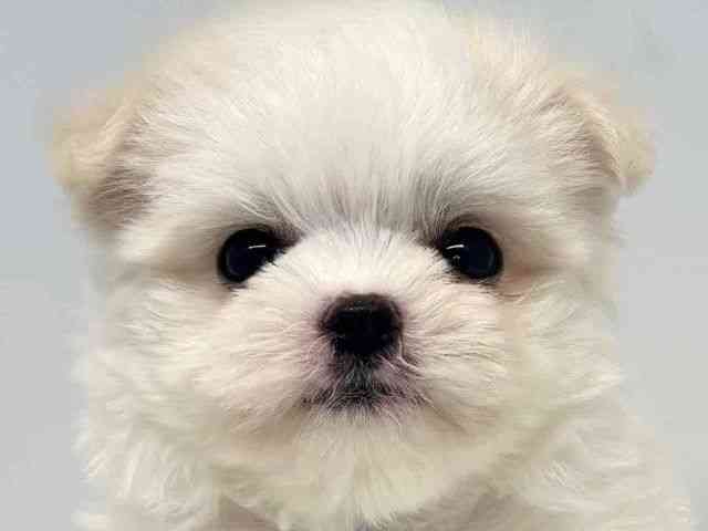 大阪府のチワマル/マルチワ(チワワ×マルチーズ) (ひごペットフレンドリーセブンパーク天美店/2025年9月22日生まれ/女の子/ホワイト)の子犬の1枚目の画像