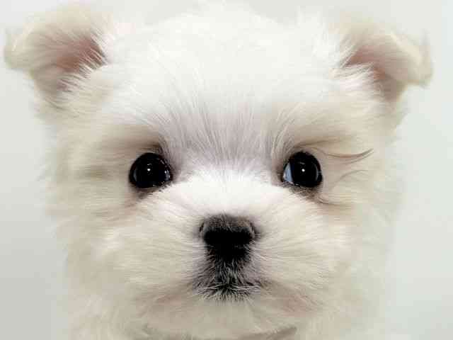 京都府のチワマル/マルチワ(チワワ×マルチーズ) (ひごペットフレンドリーイズミヤショッピングセンター八幡店/2025年9月22日生まれ/女の子/ホワイト)の子犬