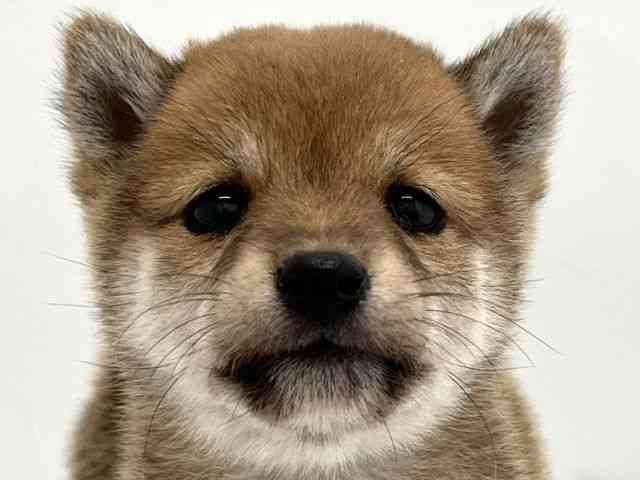 京都府の柴犬(標準サイズ) (ひごペットフレンドリー京都店/2025年9月21日生まれ/女の子/赤)の子犬の1枚目の画像