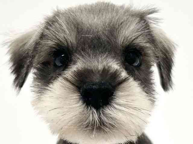 大阪府のミニチュアシュナウザー (ひごペットフレンドリーイオン高槻店/2025年9月20日生まれ/男の子/ソルトペッパー)の子犬の1枚目の画像