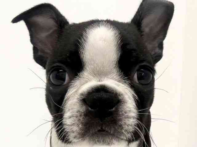 大阪府のボストンテリア (ひごペットフレンドリーくずはモール店/2025年9月22日生まれ/男の子/ボストンカラー)の子犬の1枚目の画像