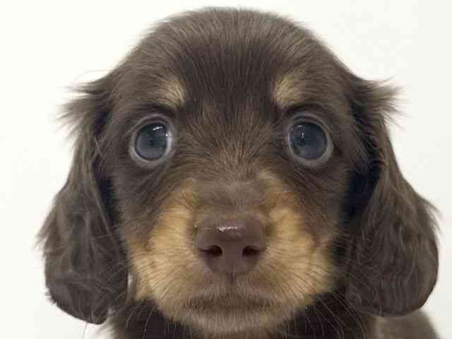 大阪府のミニチュアダックスフンド(ロング) (ひごペットフレンドリーくずはモール店/2025年9月21日生まれ/男の子/チョコレートタン)の子犬の1枚目の画像