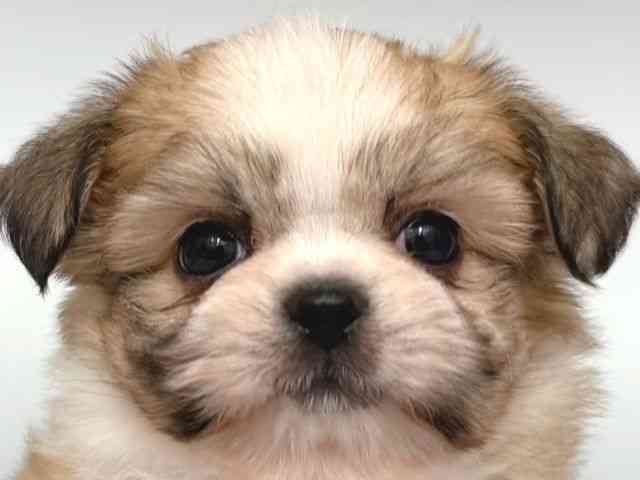 大阪府のチワペキ/ペキチー/ペキチワ(チワワ×ペキニーズ) (ひごペットフレンドリー岸和田店/2025年9月18日生まれ/男の子/ホワイトレッド)の子犬の1枚目の画像