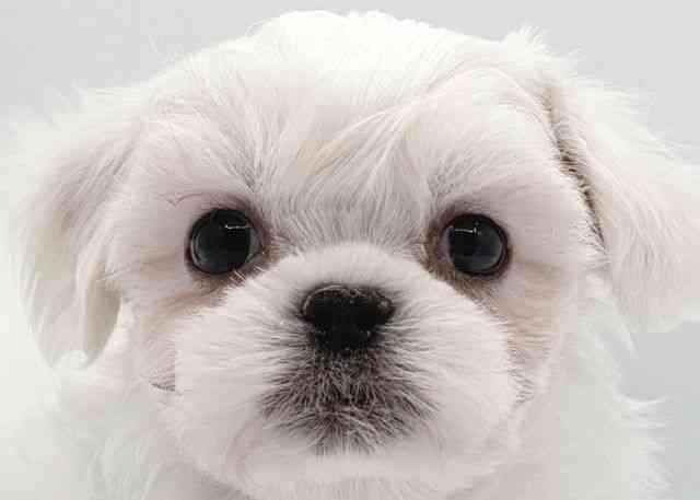 島根県のペキマル/マルペキ(ペキニーズ×マルチーズ) (ひごペットフレンドリーイオン松江ショッピングセンター店/2025年9月19日生まれ/女の子/ホワイト)の子犬の1枚目の画像