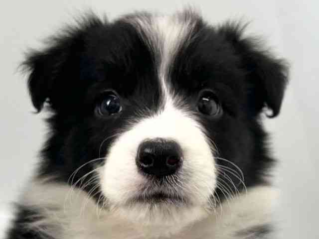 京都府のボーダーコリー (ひごペットフレンドリー京都店/2025年9月21日生まれ/女の子/ブラックホワイト)の子犬の1枚目の画像