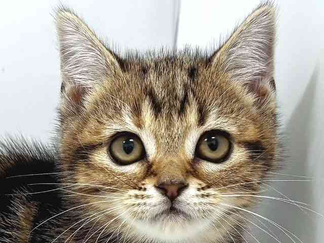 奈良県のアメリカンショートヘアー (ひごペットフレンドリー奈良パワーシティ店/2025年9月14日生まれ/女の子/ブラウンタビー)の子猫