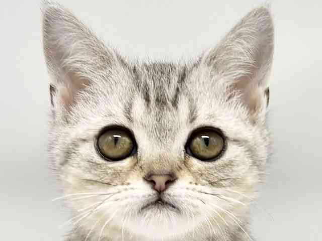 大阪府のアメリカンショートヘアー (ひごペットフレンドリーイオンタウン豊中庄内店/2025年9月9日生まれ/女の子/シルバータビー)の子猫の1枚目の画像