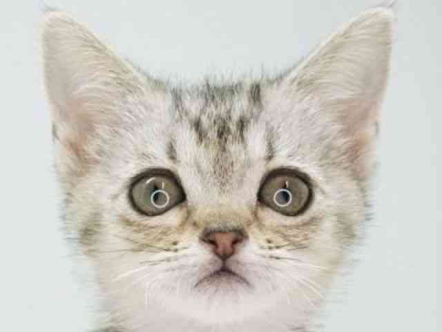 福岡県のアメリカンショートヘアー (ひごペットフレンドリーゆめタウン筑紫野店/2025年9月9日生まれ/女の子/シルバータビー)の子猫の1枚目の画像