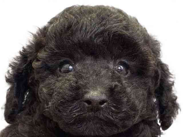 愛媛県のトイプードル(トイ) (ひごペットフレンドリーエミフルMASAKI店/2025年9月22日生まれ/男の子/ブラック)の子犬の1枚目の画像