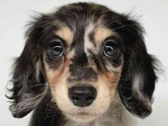 大阪府のミニチュアダックスフンド(ロング) (ひごペットフレンドリー瓜破店/2025年9月21日生まれ/女の子/シルバーダップル)の子犬の1枚目の画像