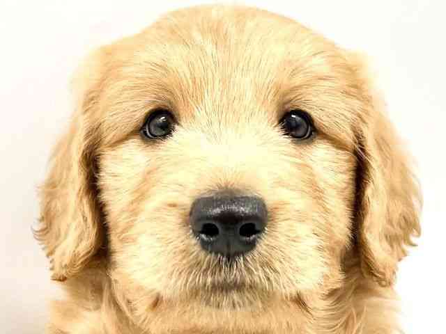 大阪府のゴールデンドゥードゥル(ゴールデン×プードル) (ひごペットフレンドリーイオンタウン豊中庄内店/2025年9月22日生まれ/女の子/レッド)の子犬の1枚目の画像