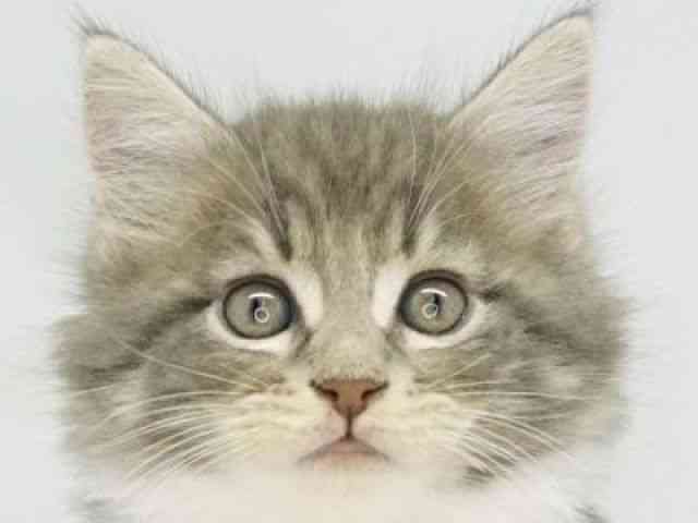 福岡県のメインクーン (ひごペットフレンドリーゆめタウン筑紫野店/2025年9月23日生まれ/男の子/ブルータビーホワイト)の子猫の1枚目の画像