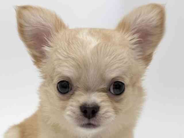 広島県のチワワ(ロング) (ひごペットフレンドリーフジグラン神辺店/2025年9月20日生まれ/女の子/クリームホワイト)の子犬の1枚目の画像