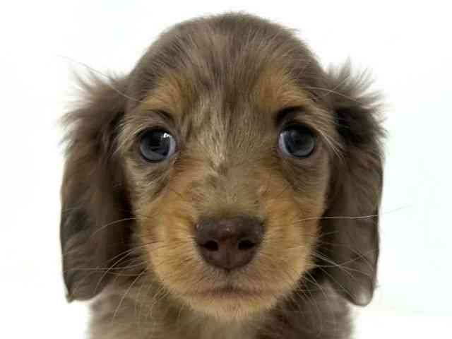 大阪府のミニチュアダックスフンド(ロング) (ひごペットフレンドリーベルファⅡ都島店/2025年9月23日生まれ/女の子/チョコレートダップル)の子犬の1枚目の画像