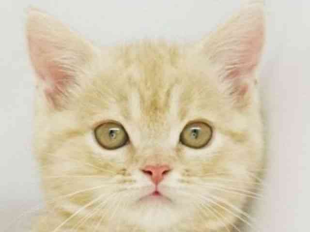 福岡県のスコティッシュフォールド (ひごペットフレンドリーゆめタウン筑紫野店/2025年9月16日生まれ/男の子/クリームタビー)の子猫の1枚目の画像