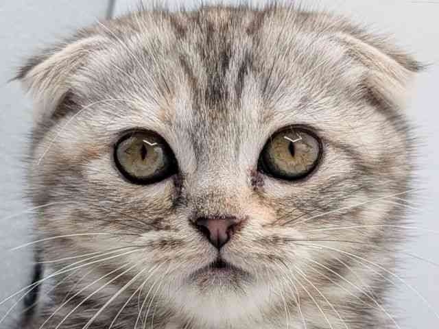 香川県のスコティッシュフォールド (ひごペットフレンドリーゆめタウン高松店/2025年9月16日生まれ/女の子/シルバーパッチドタビー)の子猫