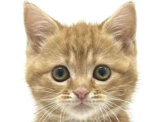 大阪府のスコティッシュフォールド (ひごペットフレンドリーアクロスプラザ住之江店/2025年9月16日生まれ/男の子/レッドタビー)の子猫の1枚目の画像