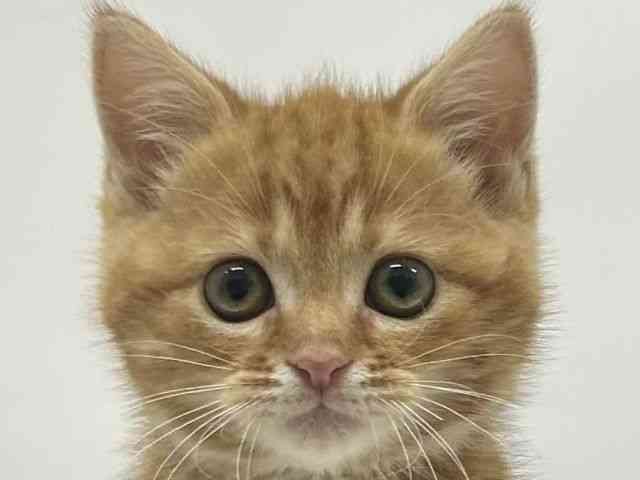 大阪府のスコティッシュフォールド (ひごペットフレンドリーアクロスプラザ住之江店/2025年9月16日生まれ/男の子/レッドタビー)の子猫の1枚目の画像