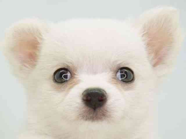 福岡県のチワワ(ロング) (ひごペットフレンドリーゆめタウン筑紫野店/2025年9月22日生まれ/女の子/ホワイトクリーム)の子犬の1枚目の画像