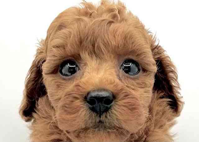 島根県のトイプードル(トイ) (ひごペットフレンドリーイオン松江ショッピングセンター店/2025年9月22日生まれ/女の子/レッド)の子犬の1枚目の画像