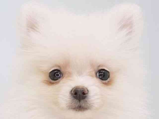 福岡県のポメラニアン (ひごペットフレンドリーゆめタウン筑紫野店/2025年9月18日生まれ/女の子/クリーム)の子犬の1枚目の画像