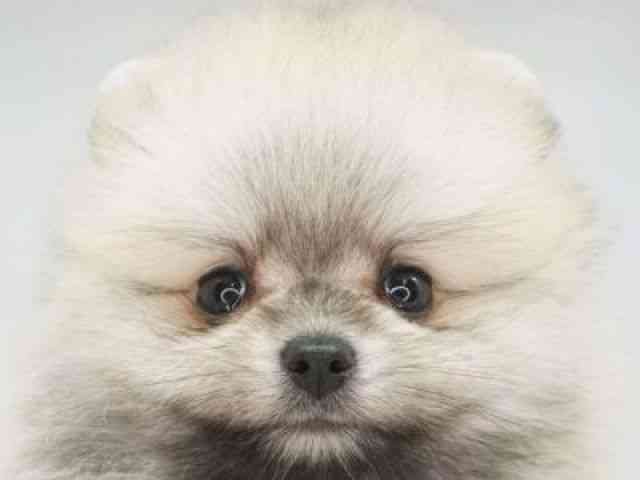 福岡県のポメラニアン (ひごペットフレンドリーゆめタウン筑紫野店/2025年9月19日生まれ/男の子/クリームセーブル)の子犬の1枚目の画像