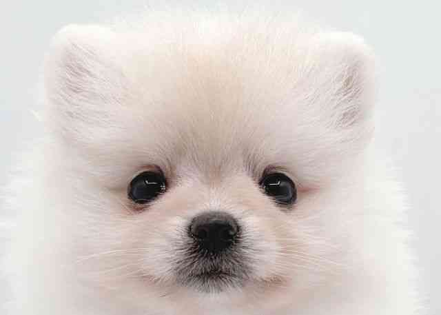 島根県のポメラニアン (ひごペットフレンドリーイオン松江ショッピングセンター店/2025年9月19日生まれ/女の子/ホワイト)の子犬の1枚目の画像