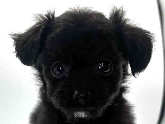 愛知県のチワプー/プーチー(チワワ×プードル) (ひごペットフレンドリープライムツリー赤池店/2025年9月22日生まれ/男の子/ブラック)の子犬の1枚目の画像