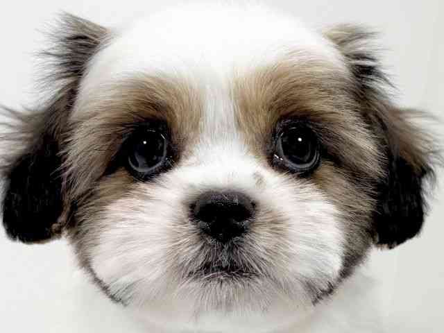 京都府のハーフ犬・ミックス犬 (ひごペットフレンドリーイズミヤショッピングセンター八幡店/2025年9月22日生まれ/女の子/ゴールドホワイト)の子犬の1枚目の画像