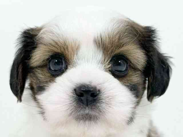 京都府のハーフ犬・ミックス犬 (ひごペットフレンドリーイズミヤショッピングセンター八幡店/2025年9月22日生まれ/女の子/ゴールドホワイト)の子犬の1枚目の画像