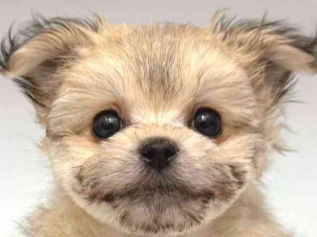 大阪府のポメビション(ポメラニアン×ビションフリーゼ) (ひごペットフレンドリー岸和田店/2025年9月23日生まれ/女の子/オレンジ)の子犬の1枚目の画像