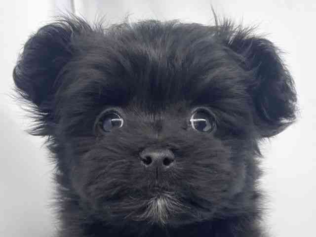 兵庫県のポメマル/マルポメ(ポメラニアン×マルチーズ) (ひごペットフレンドリーイオンタウン加古川店/2025年9月20日生まれ/女の子/ブラック)の子犬の1枚目の画像