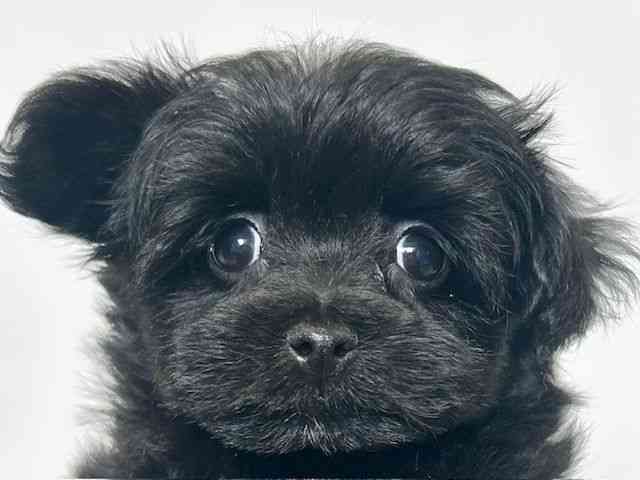 大阪府のポメマル/マルポメ(ポメラニアン×マルチーズ) (ひごペットフレンドリーアクロスプラザ住之江店/2025年9月20日生まれ/女の子/ブラック)の子犬の1枚目の画像