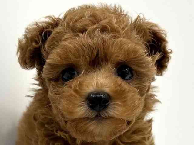 奈良県のトイプードル(トイ) (ひごペットフレンドリーイオンモール橿原ウエスト・ビレッジ店/2025年9月23日生まれ/女の子/レッド)の子犬の1枚目の画像