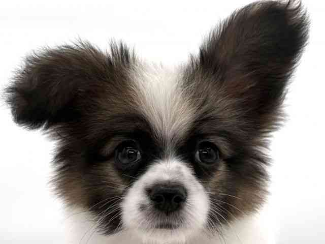 大阪府のパピヨン (ひごペットフレンドリーイオンそよら海老江店/2025年9月22日生まれ/男の子/ホワイトブラウン)の子犬の1枚目の画像