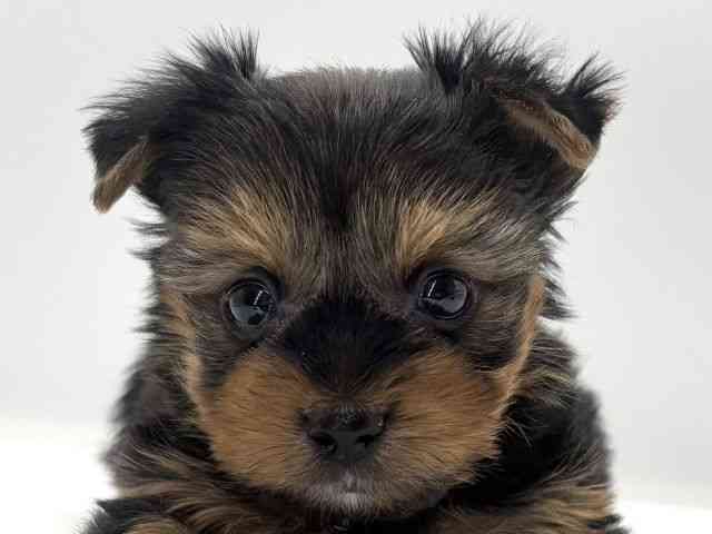 愛知県のヨークシャーテリア (ひごペットフレンドリープライムツリー赤池店/2025年9月23日生まれ/男の子/スチールブルータン)の子犬の1枚目の画像