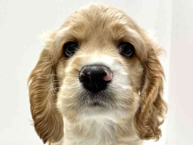 愛知県のアメリカンコッカースパニエル (ひごペットフレンドリーららぽーと名古屋みなとアクルス店/2025年9月23日生まれ/男の子/バフホワイト)の子犬の1枚目の画像